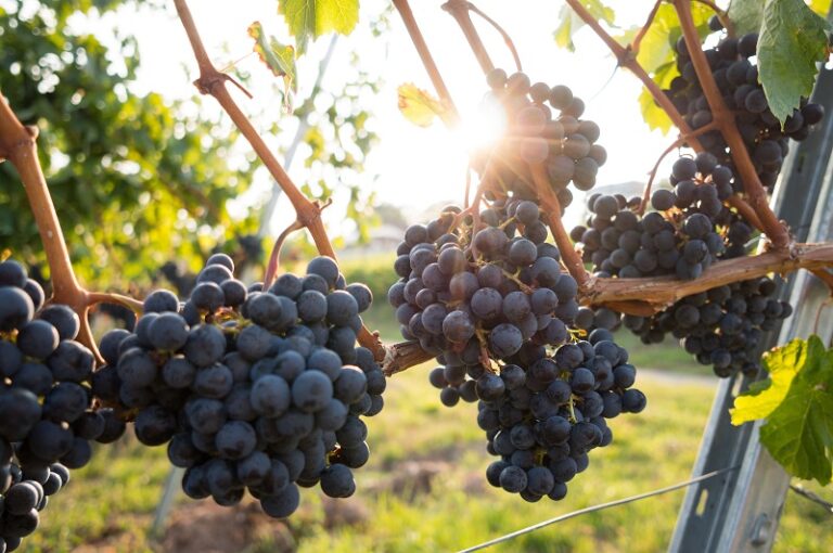 are-grapes-low-histamine
